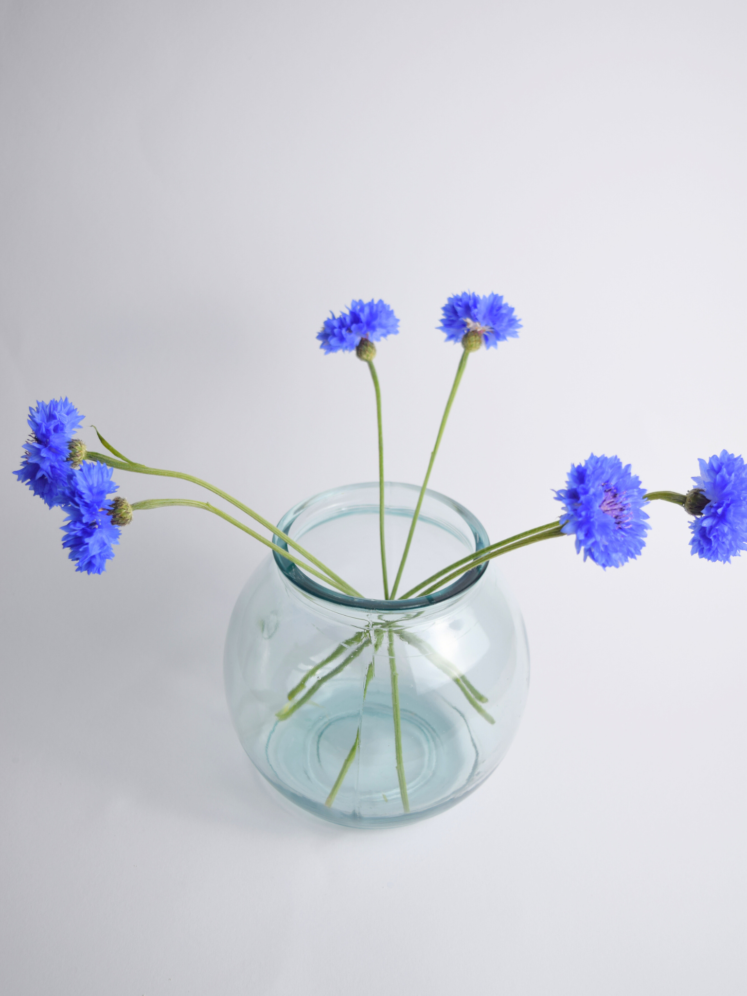 Durchsichtige, runde Vase mit blauen Blumen vor einem weissen Hintergrund