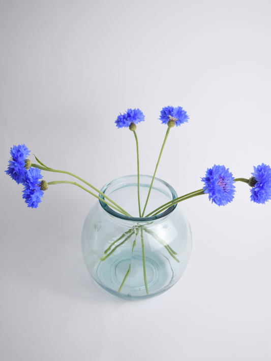 Durchsichtige, runde Vase mit blauen Blumen vor einem weissen Hintergrund
